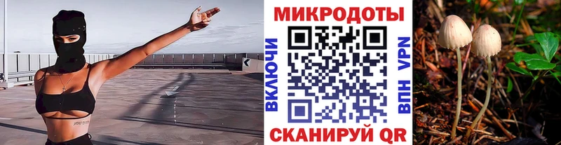 Галлюциногенные грибы Psilocybe  Горячий Ключ 